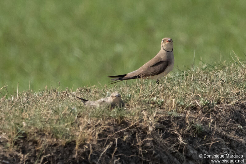 Collared Pratincole