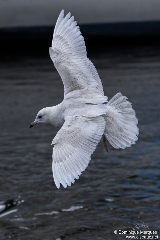 Iceland GullSecond year, identification