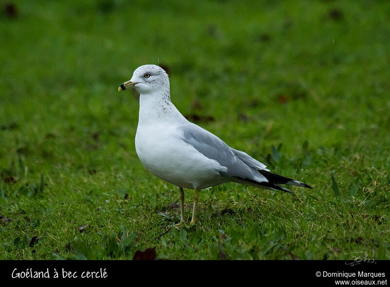 Goéland à bec cercléadulte internuptial, identification