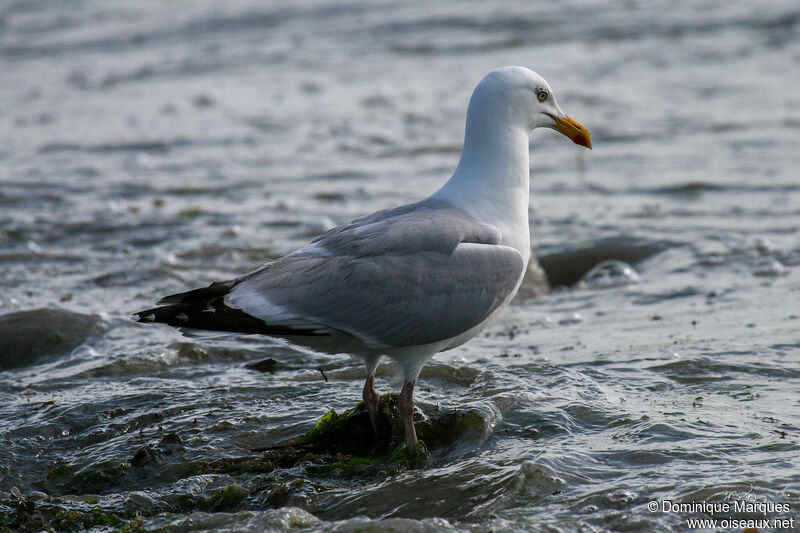 European Herring Gulladult breeding