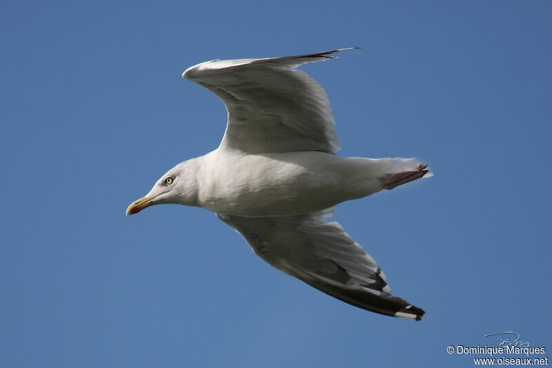 European Herring Gull, Flight