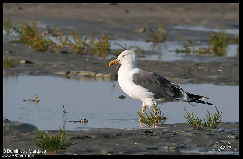 Lesser Black-backed Gull