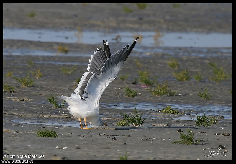 Lesser Black-backed Gulladult