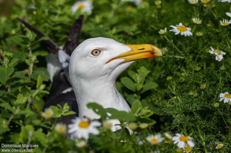 Lesser Black-backed Gulladult breeding, close-up portrait, Reproduction-nesting