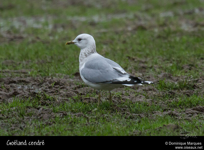 Common Gulladult post breeding, identification