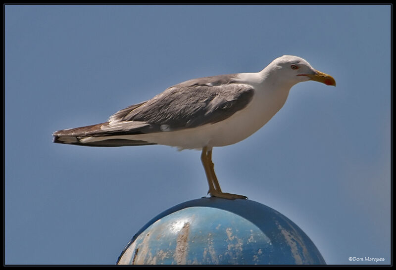 Yellow-legged Gulladult