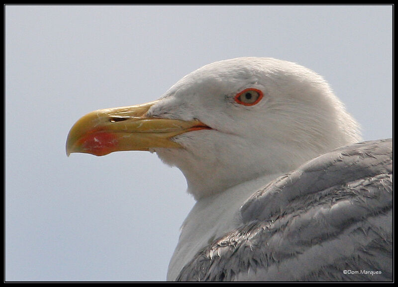 Yellow-legged Gulladult