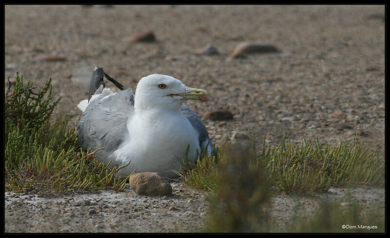 Yellow-legged Gulladult