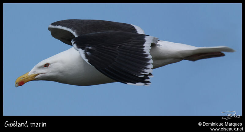 Great Black-backed Gulladult, identification