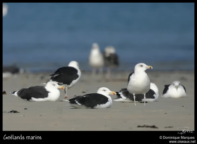 Great Black-backed Gullsubadult, identification