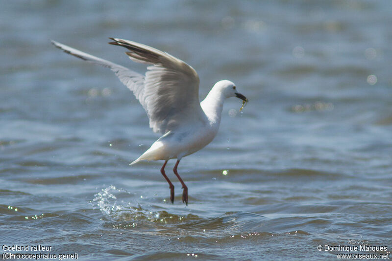 Goéland railleuradulte, identification, pêche/chasse, mange, Comportement