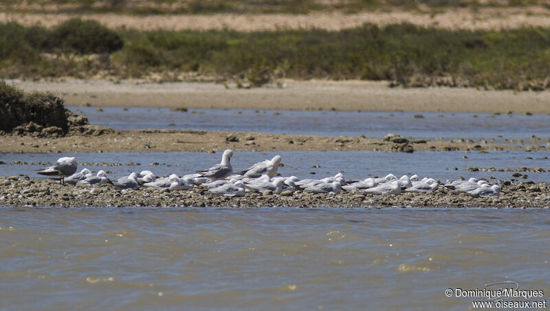 Slender-billed Gull