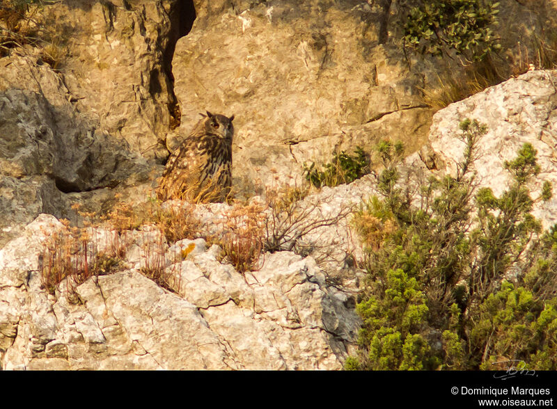 Eurasian Eagle-Owladult, identification