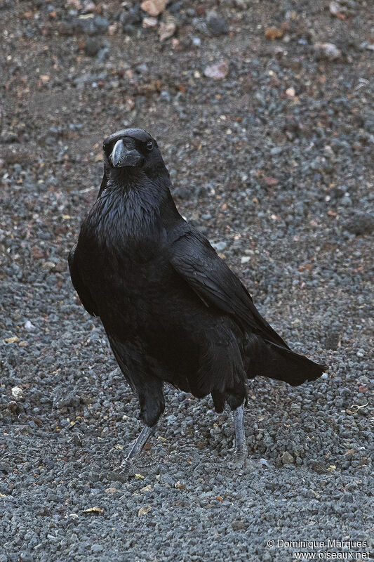 Northern Ravenadult, close-up portrait