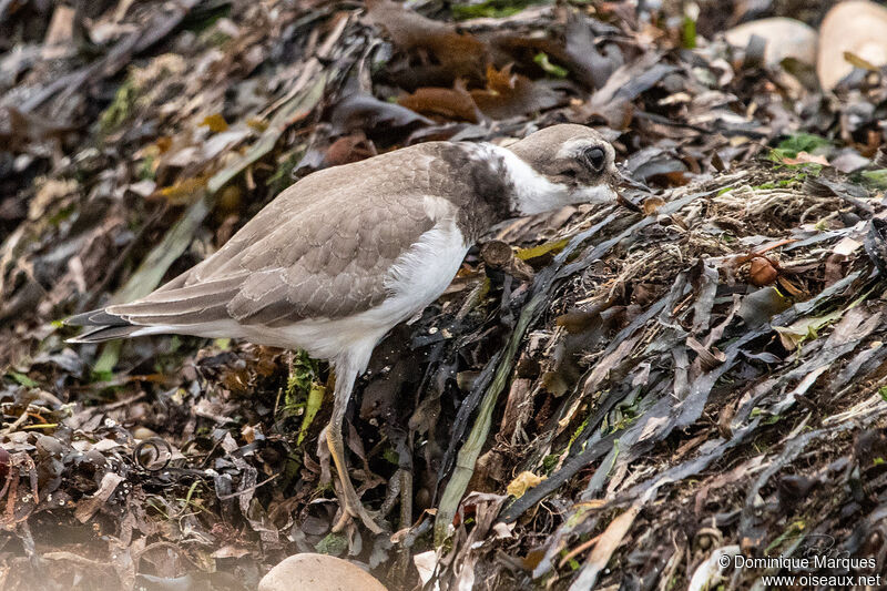 Common Ringed Ploverjuvenile, identification, eats