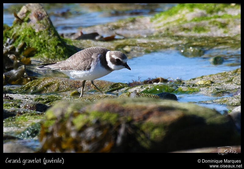 Grand Gravelotjuvénile, identification