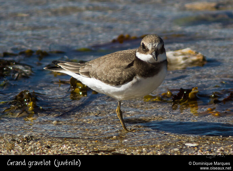 Grand Gravelotjuvénile, identification