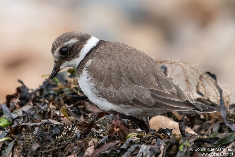 Common Ringed Plover