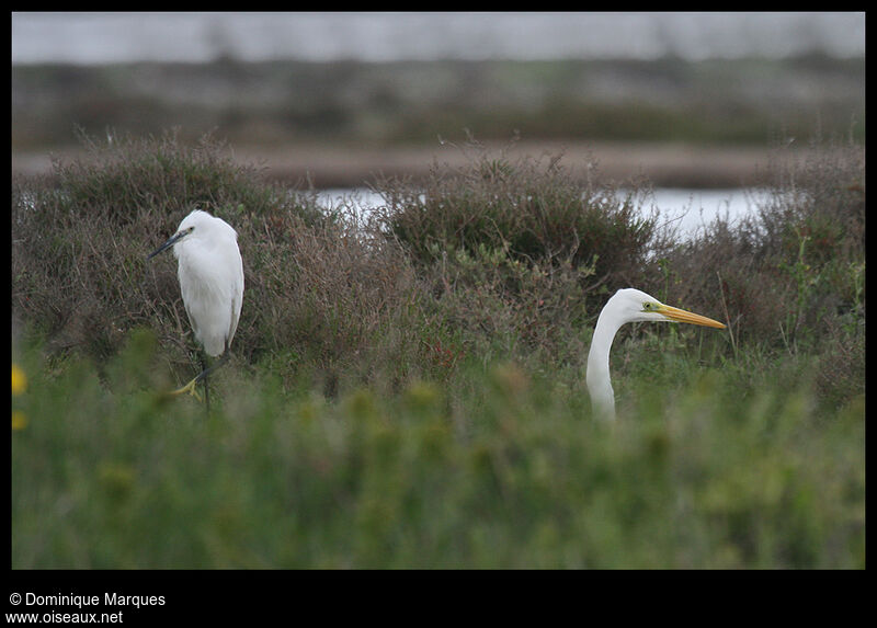 Grande Aigrette, identification