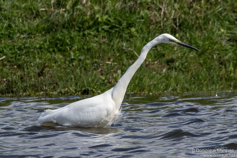 Great Egretadult breeding, identification, fishing/hunting