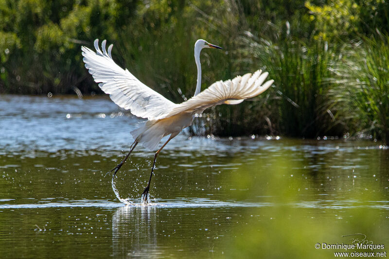 Great Egretadult breeding