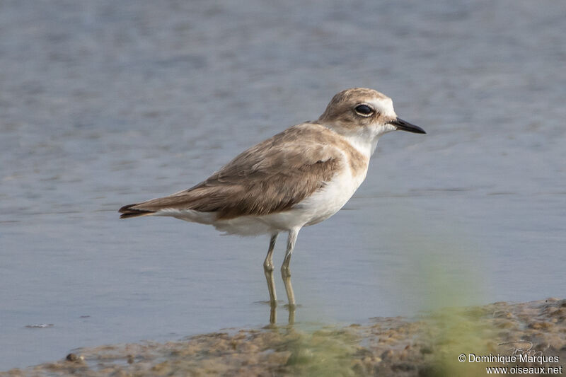 Kentish Plover female adult post breeding, identification