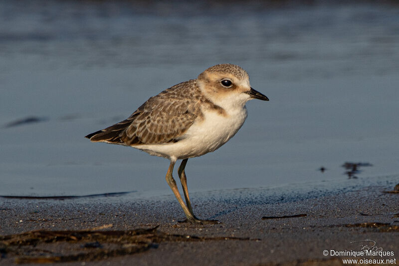 Kentish Ploveradult post breeding, identification