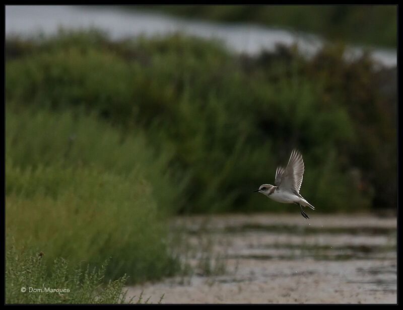 Kentish Ploveradult