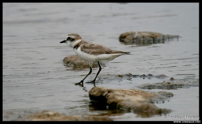 Kentish Ploveradult