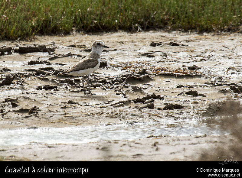 Kentish Plover female adult, identification