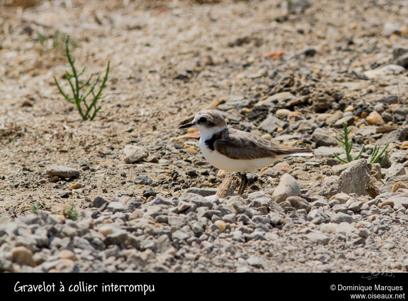 Gravelot à collier interrompuadulte, identification