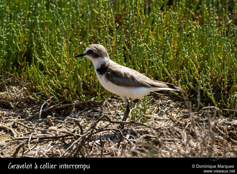 Kentish Ploveradult, identification