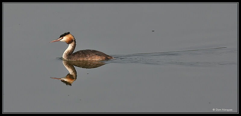 Great Crested Grebeadult breeding, identification