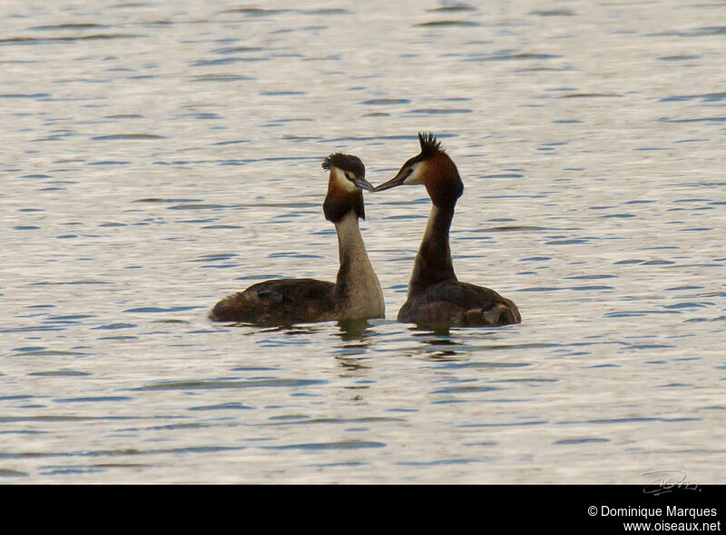 Grèbe huppé adulte nuptial, identification, Comportement