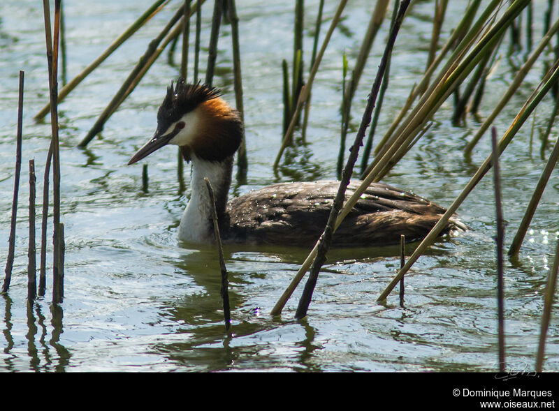 Great Crested Grebeadult breeding, identification