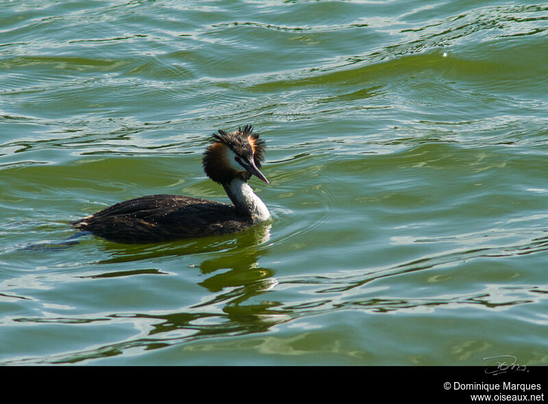 Great Crested Grebeadult breeding, identification