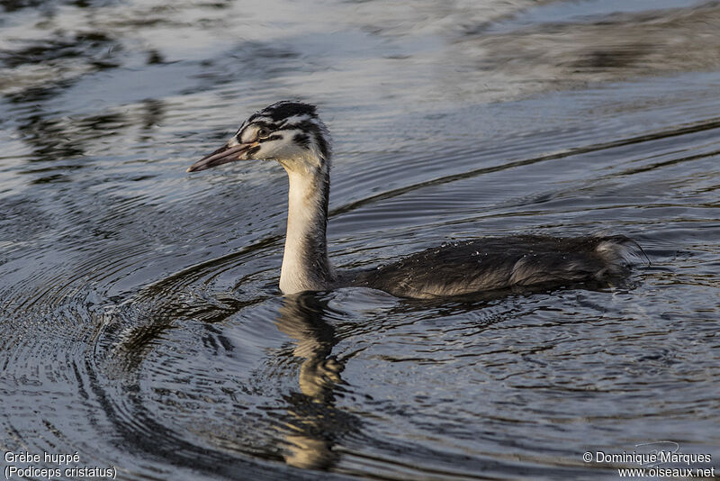 Great Crested Grebesubadult, identification