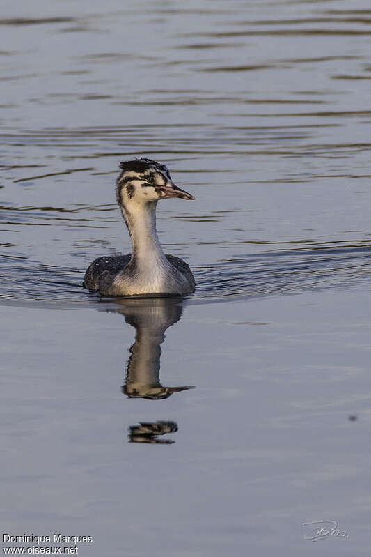 Grèbe huppéjuvénile, identification