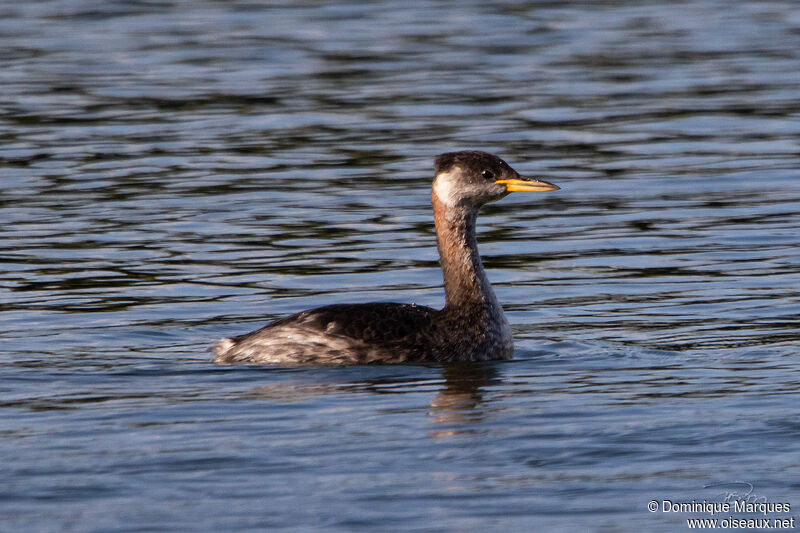 Red-necked Grebeadult transition, identification