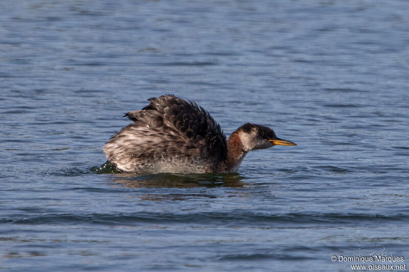 Red-necked Grebeadult transition, identification