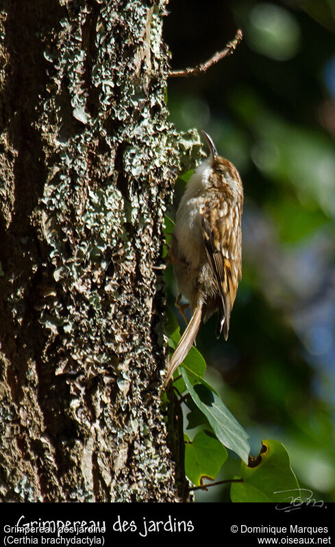 Short-toed Treecreeperadult, identification