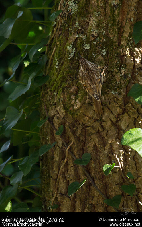 Short-toed Treecreeperadult, identification