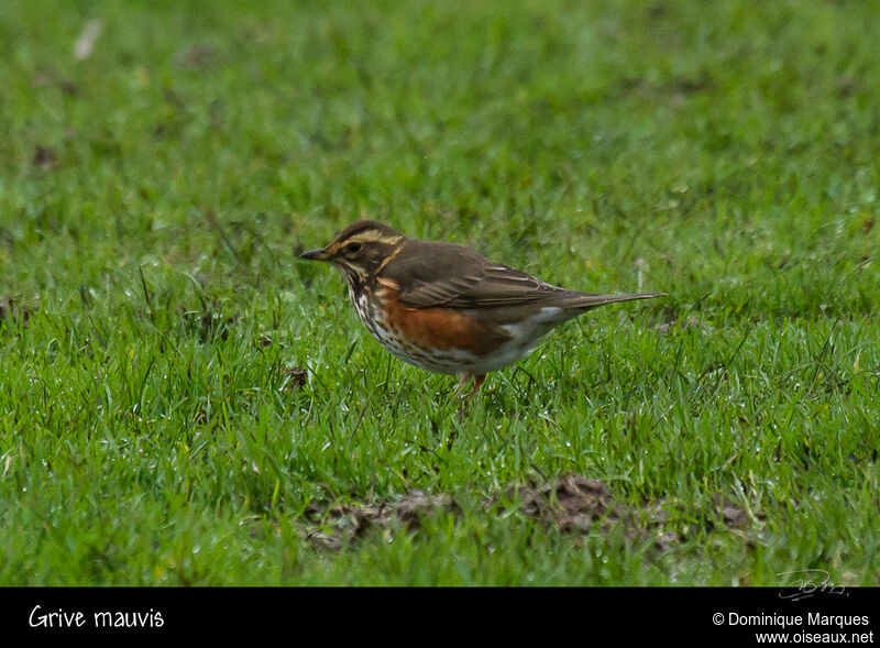 Redwingadult, identification