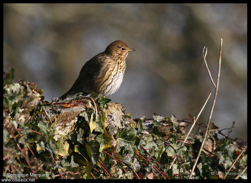 Song Thrush, identification