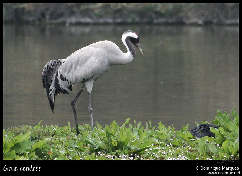 Common Craneadult, identification