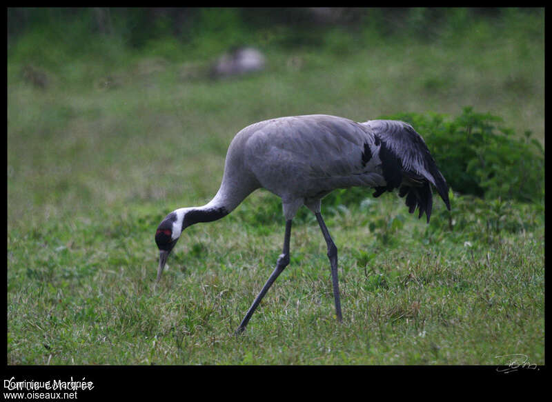 Grue cendréeadulte, identification