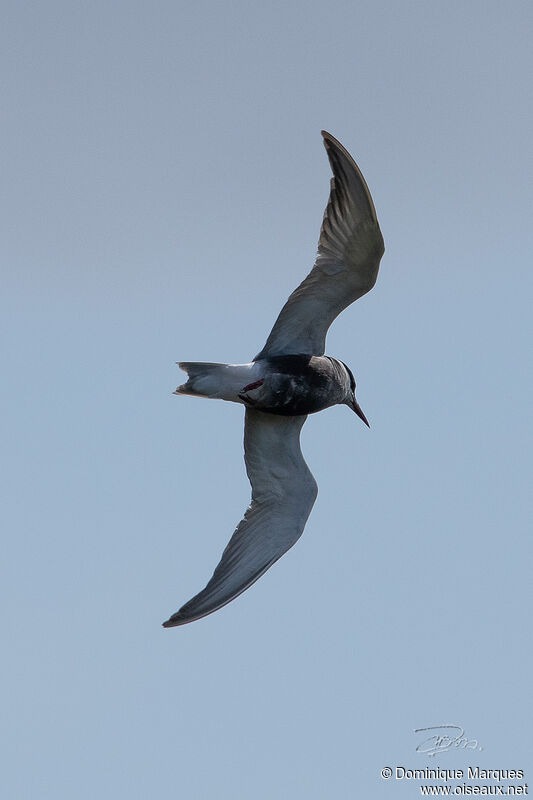 Whiskered Ternadult, Flight