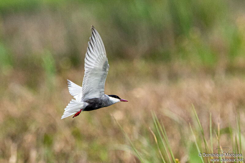 Whiskered Ternadult breeding, identification