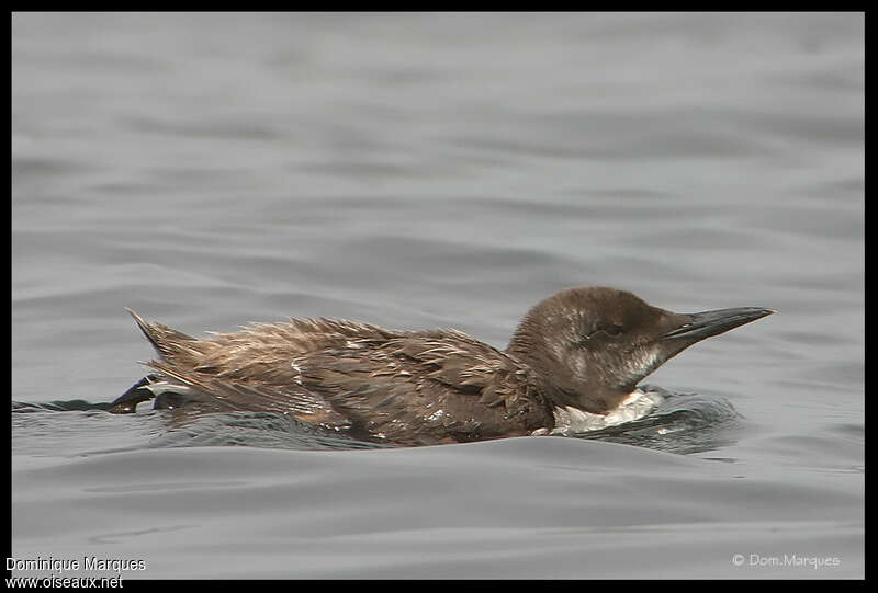 Guillemot de Troïl1ère année, identification