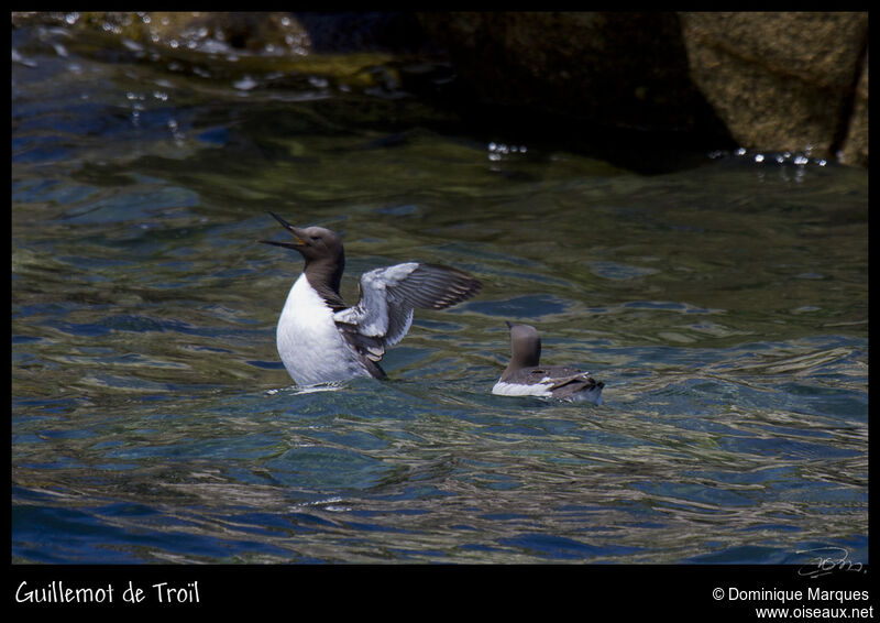 Common Murreadult breeding, identification